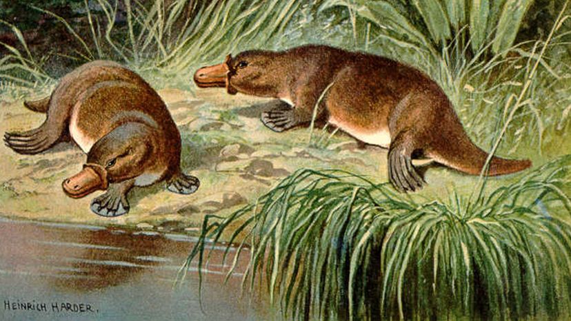 Platypus