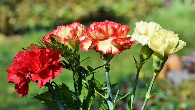 carnation