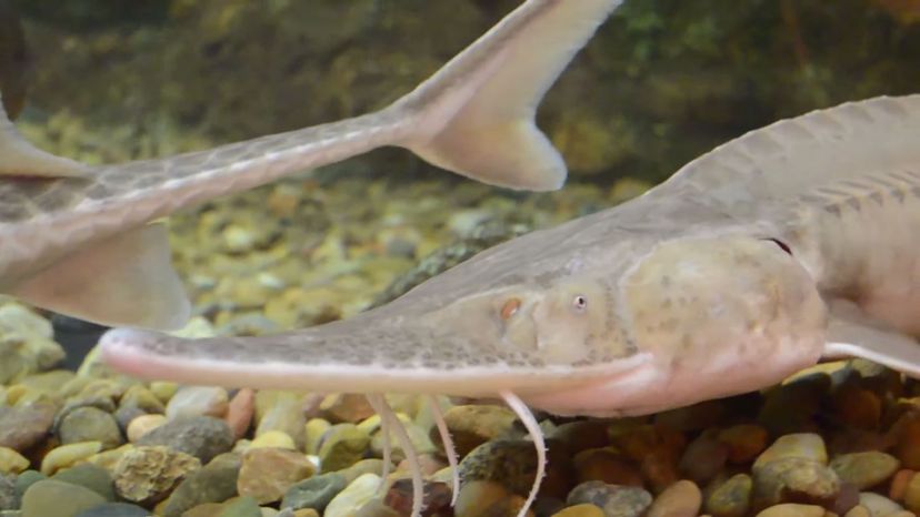 Pallid Sturgeon