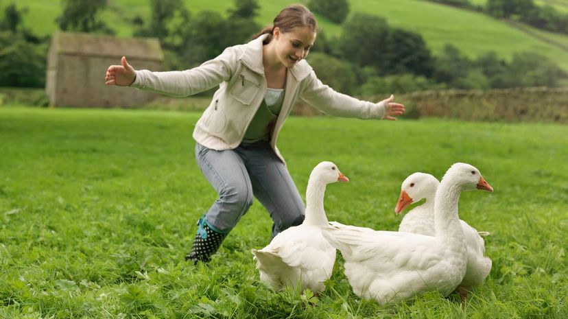 Girl Rounding Up Geese