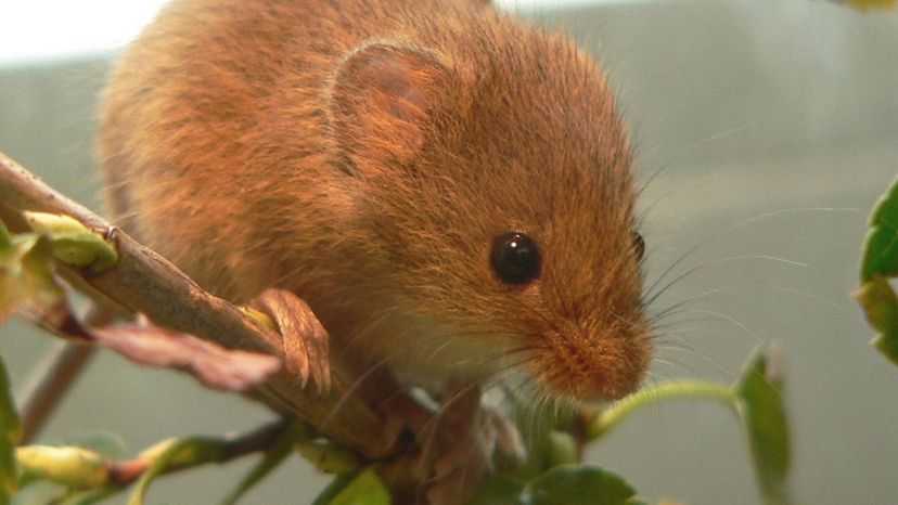 Eurasian Harvest Mouse