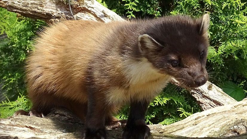 Pine_Marten