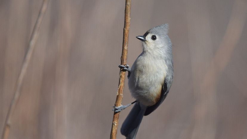 Tufted_Titmouse