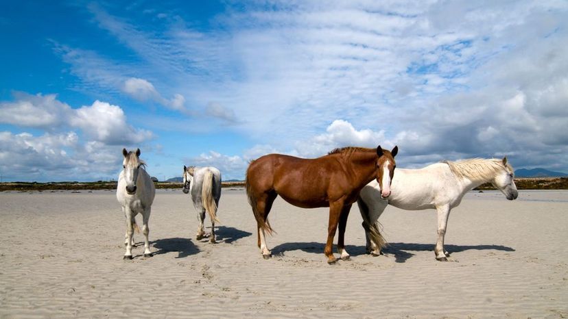 Irish Draught Horse