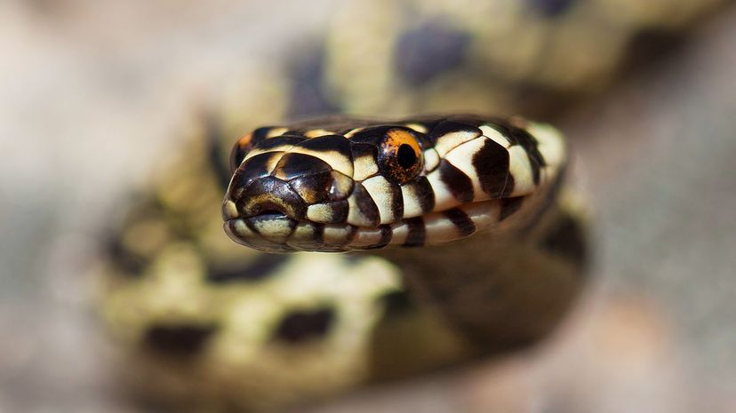 Broad-headed snake