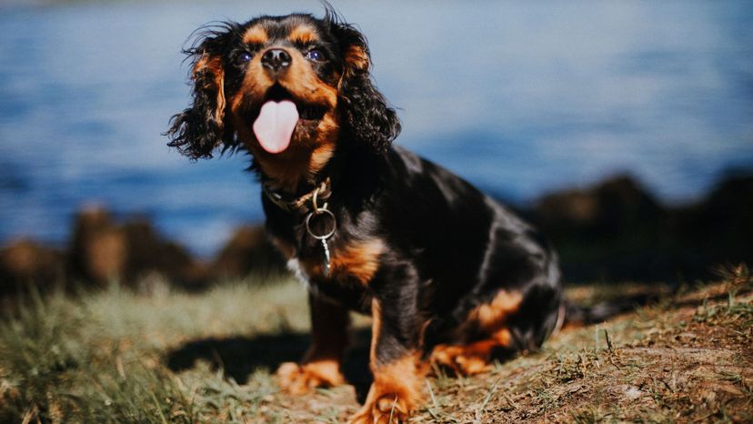 Cavalier King Charles Spaniel