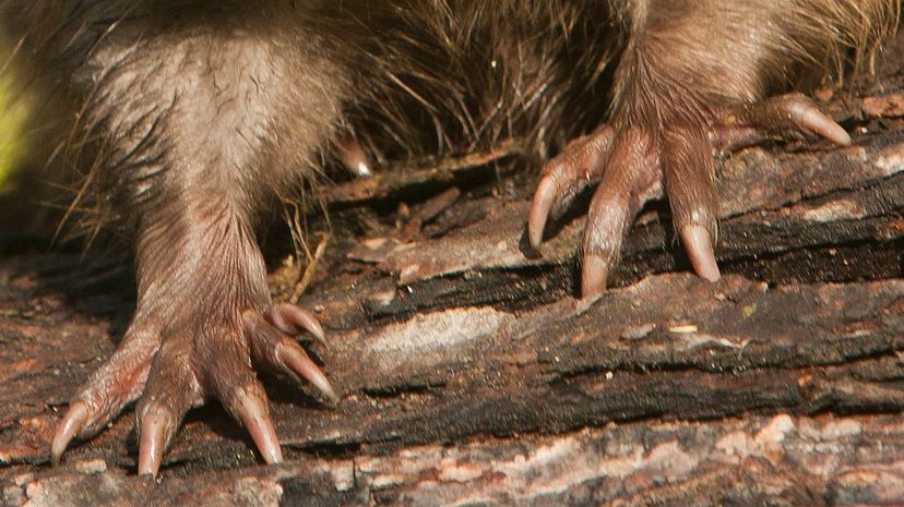 Can You Identify the Animal From Its Claws? | HowStuffWorks