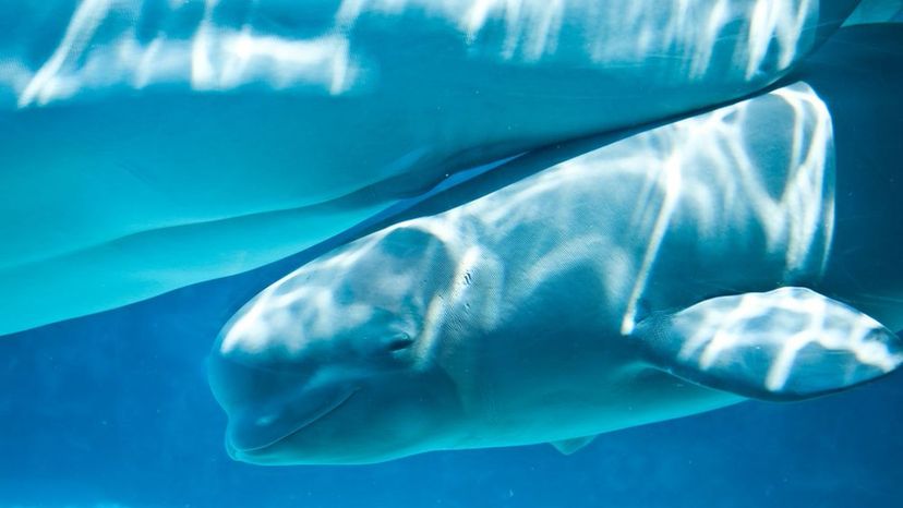 Calf (Beluga)