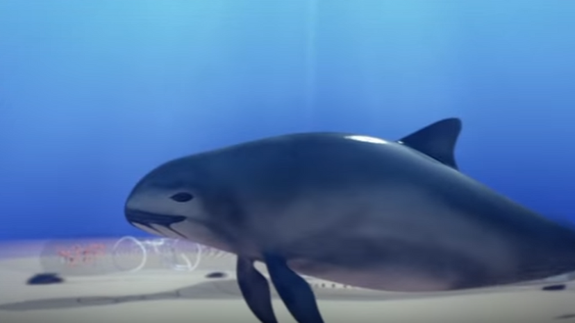 Vaquita