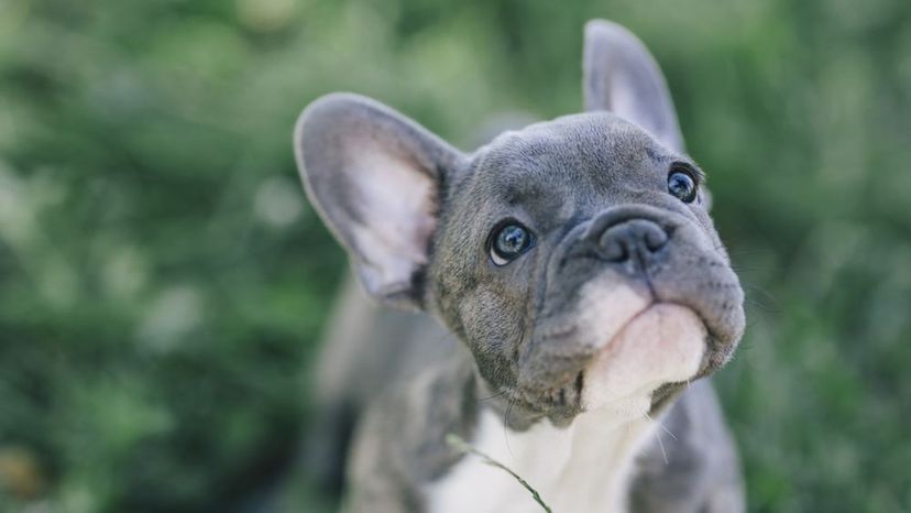 French Bulldog