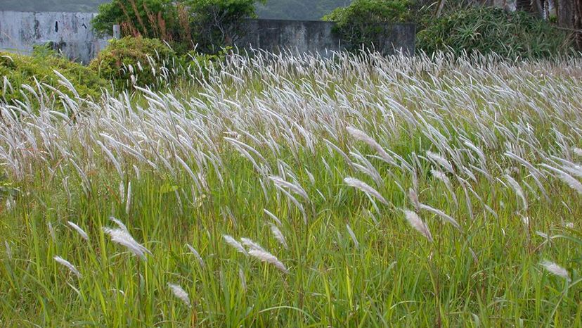 COGON GRASS