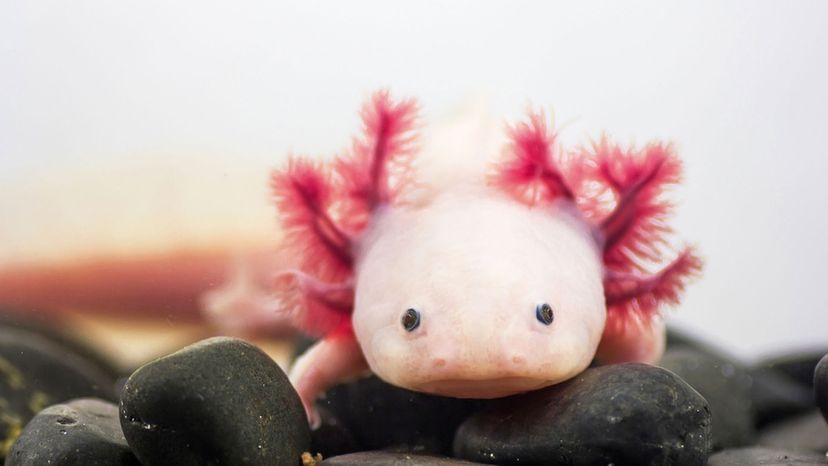 Axolotl