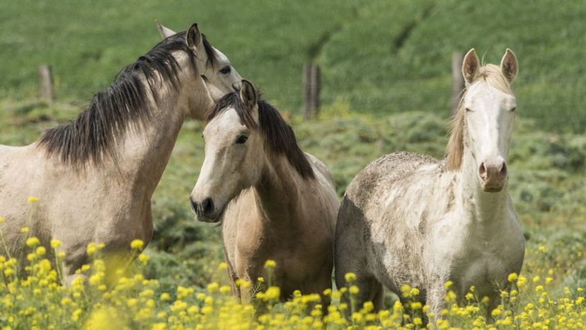 Can You Guess These Horse Breeds in this Hidden Picture Game