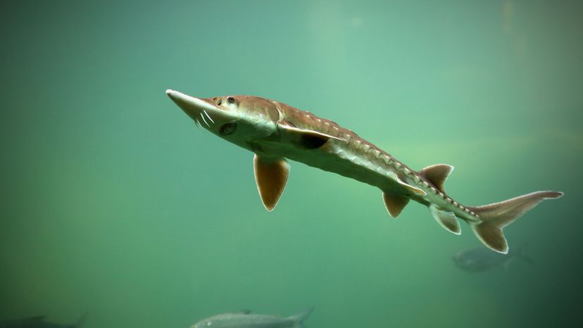 Lake Sturgeon