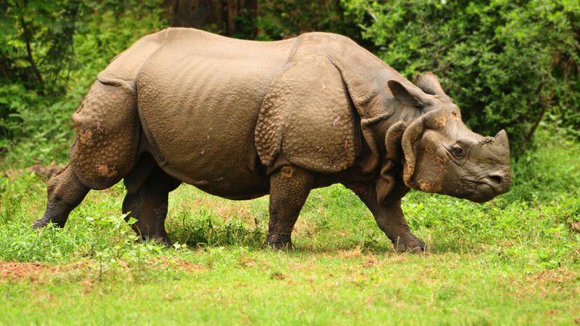 Indian Rhino