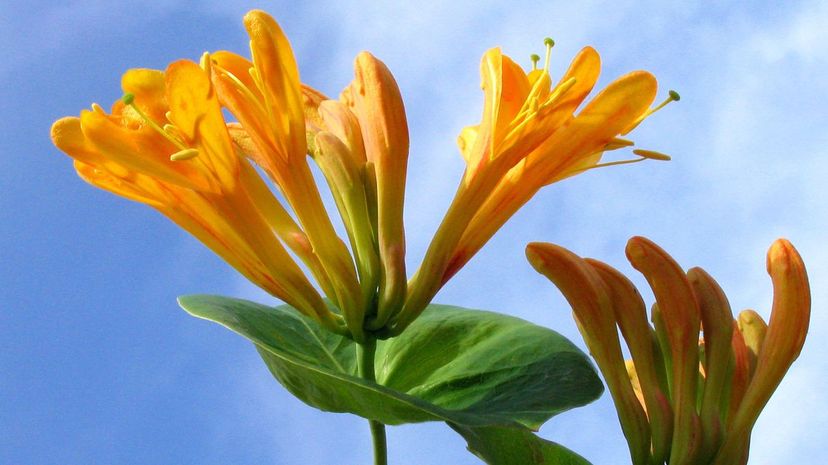 Orange honeysuckle flowerheads