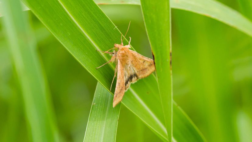 Corn Earworm Moth