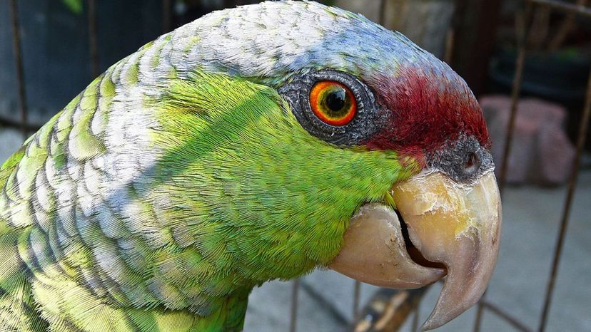LIlac Crowned Parrot