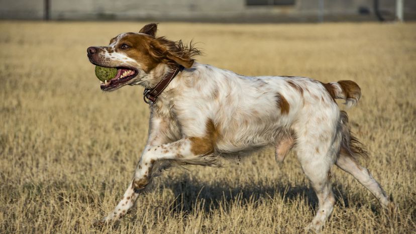 Brittany Dog