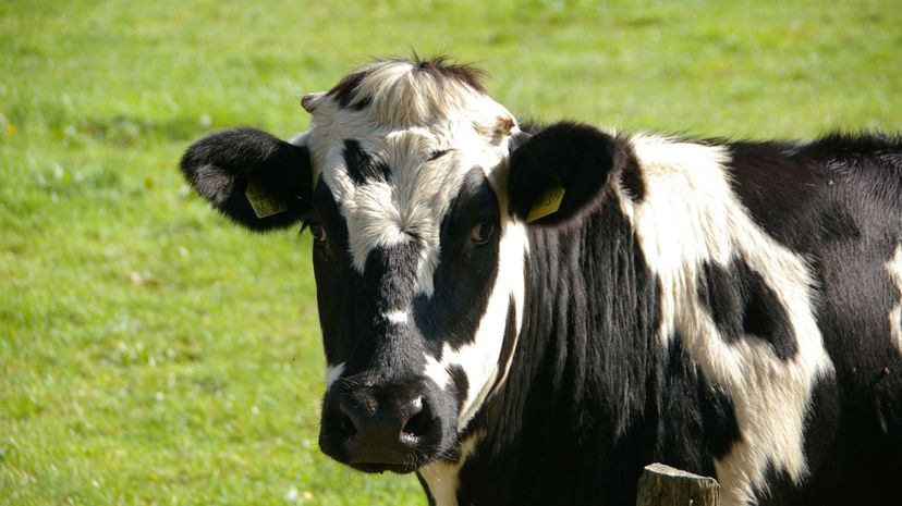 Cow