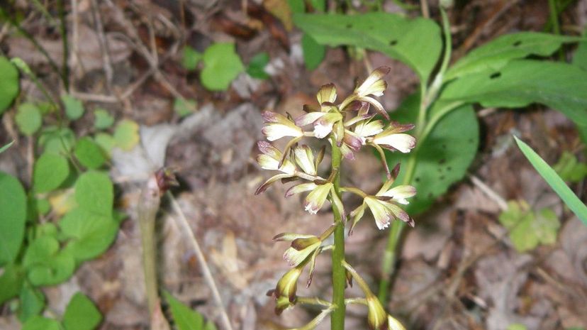 Adam and Eve orchid