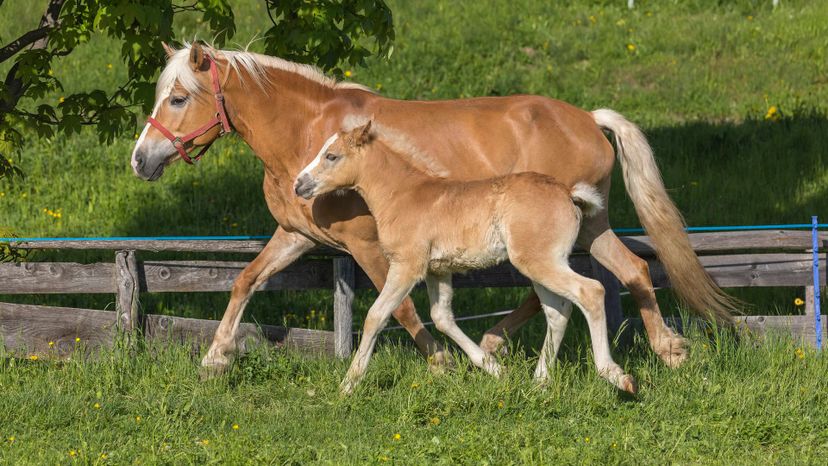 Haflinger