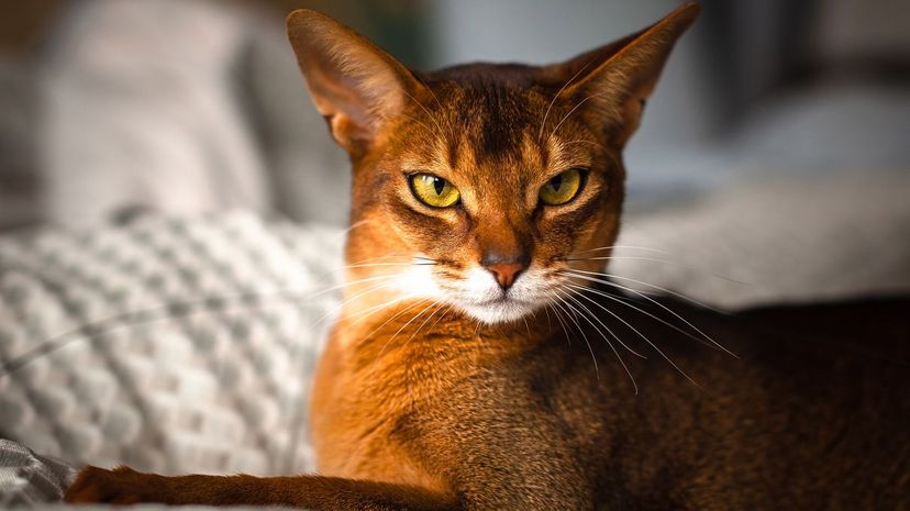 Abyssinian