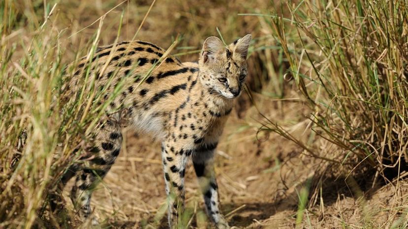 Serval Cat