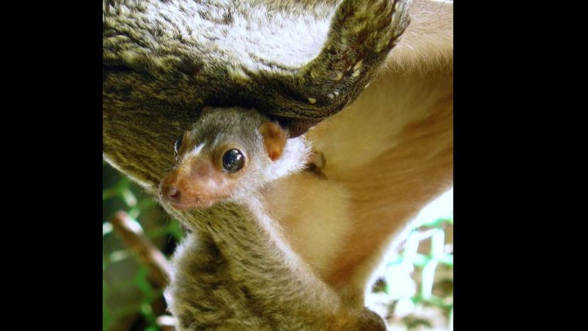 Flying Lemur