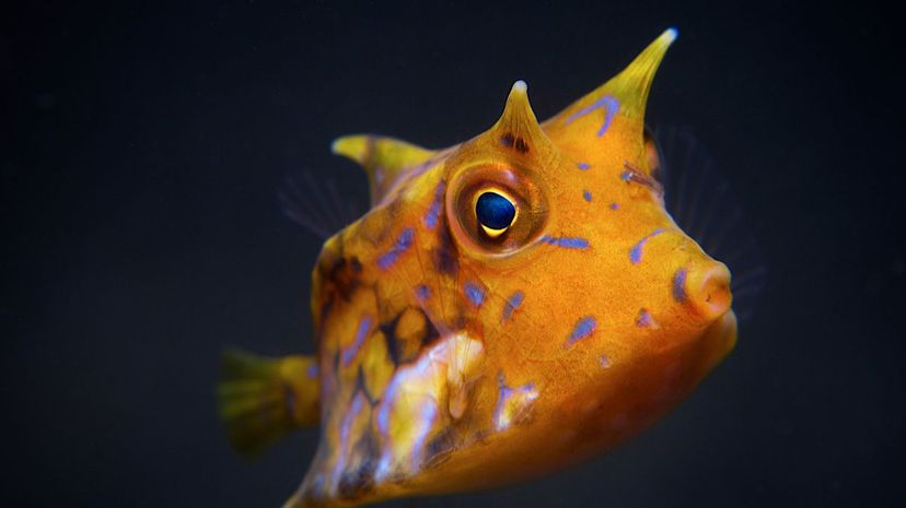 Thornback cowfish