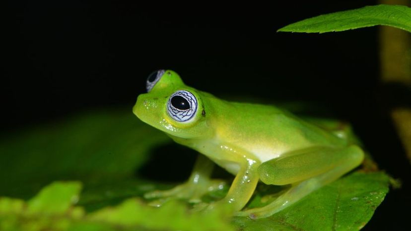 Ghost Glass Frog