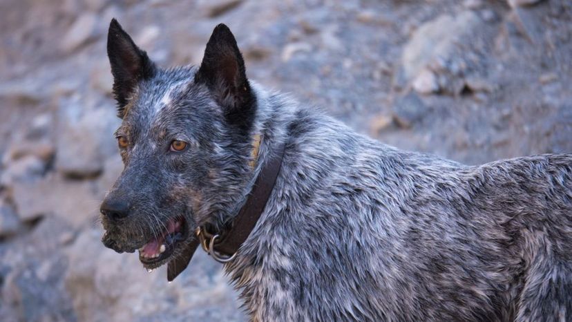 Australian Cattle Dog