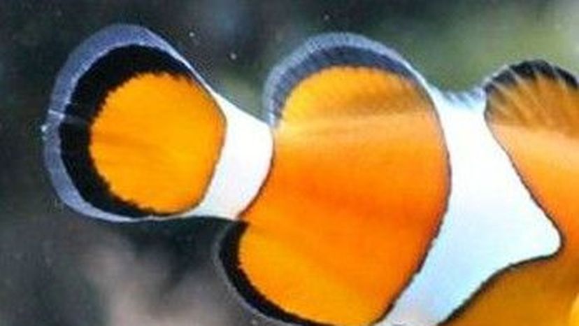 Ocellarisclownfish