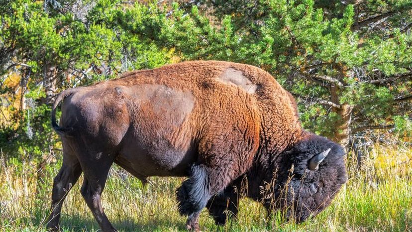 American Bison