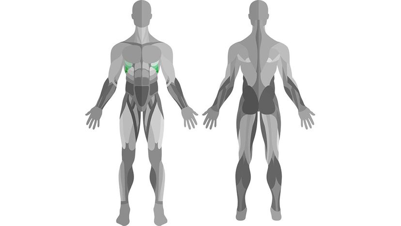 Serratus Anterior