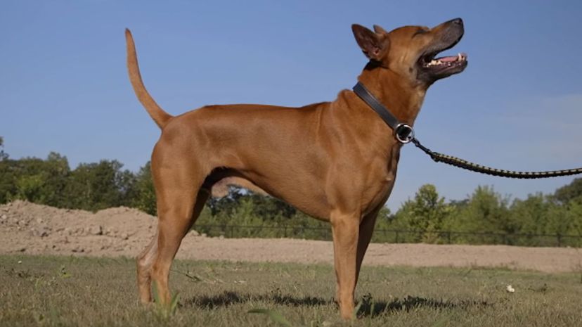 21 Thai Ridgeback