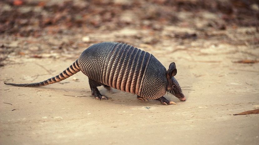 Can You Identify These Texas Animals?