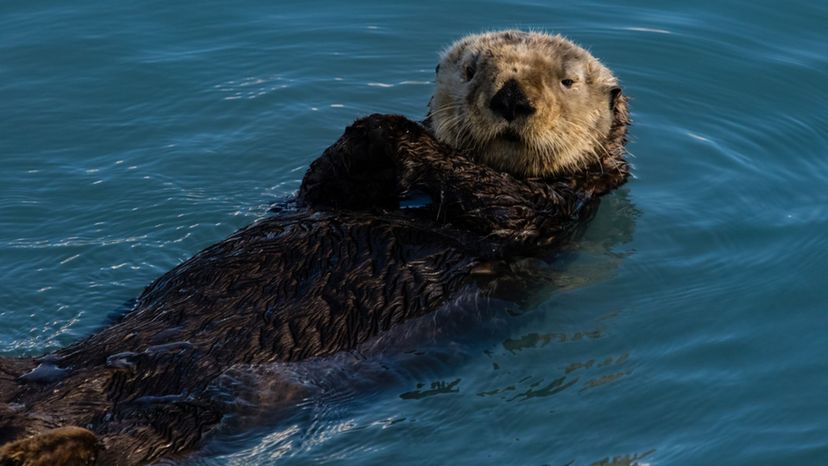 Sea Otter