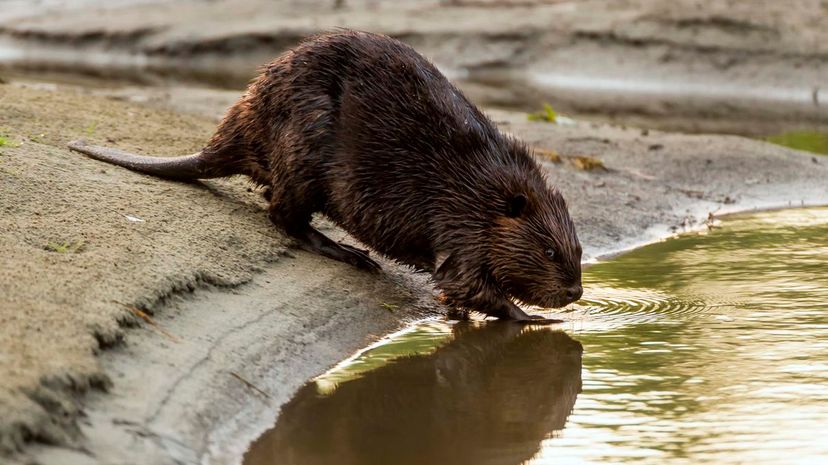 Beaver