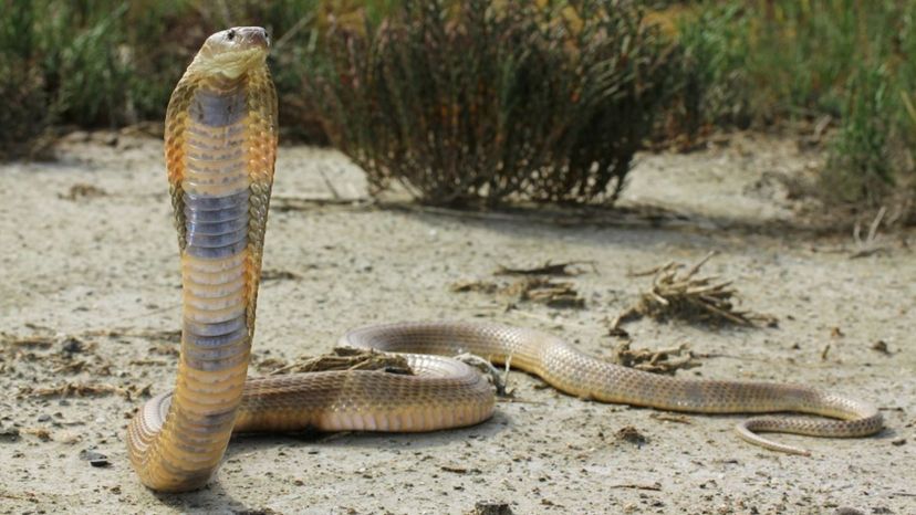 Caspian cobra