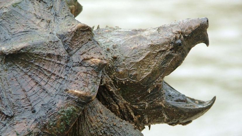 Snapping Turtle