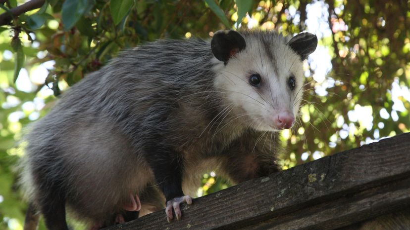 opossum