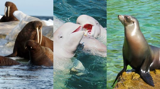 Only 1 in 20 people can name each of these marine mammals from one image! Can you?
