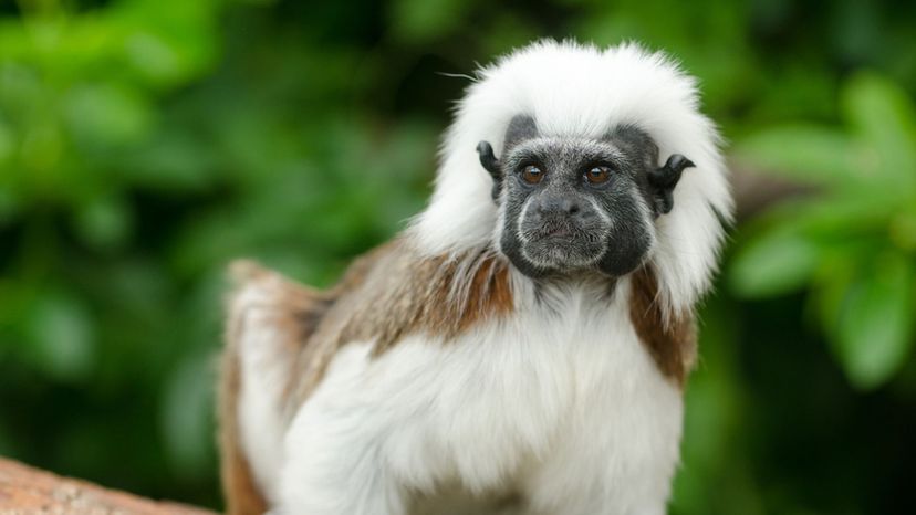 Cotton-top Tamarin
