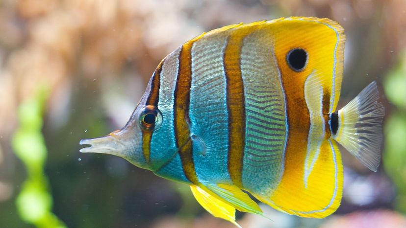 BUTTERFLYFISH