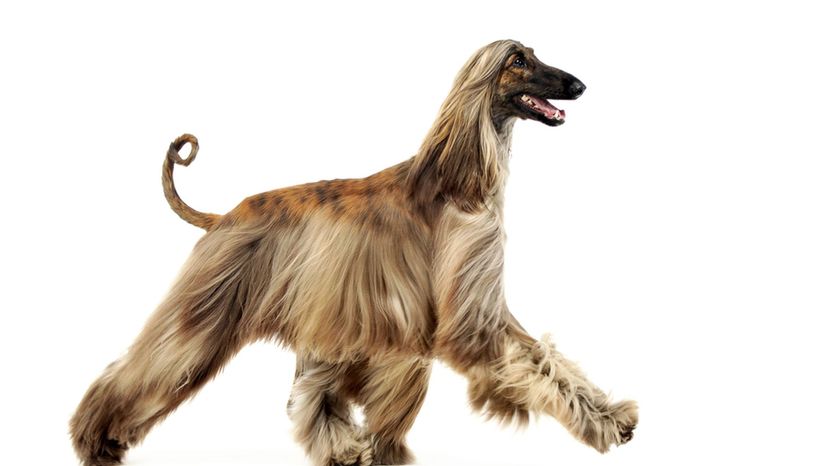 Afghan Hound