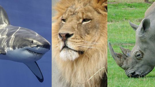 This Killer Beast Identification Quiz Is Really Hard, So We'll Be Impressed if You Even Get 4 Right