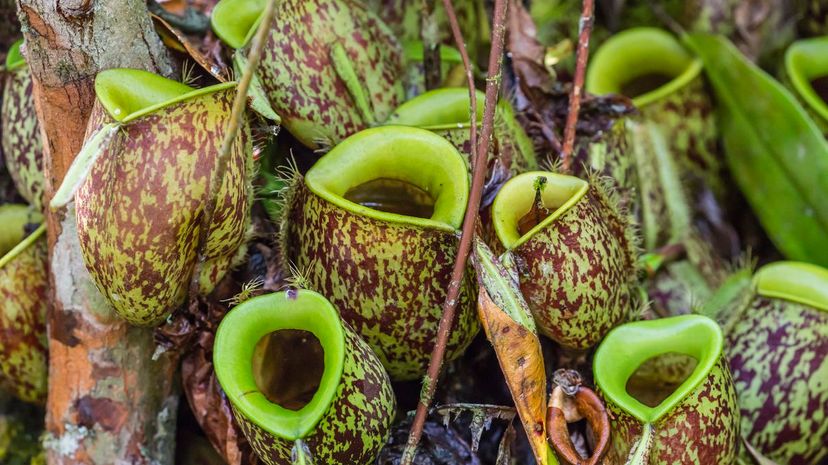 Pitcher plant