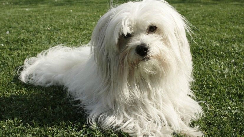 Coton de tulear