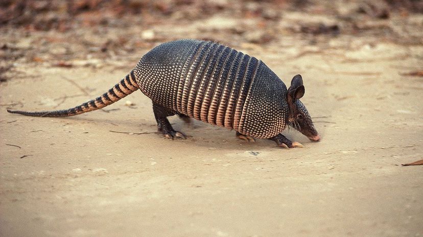 Armadillo